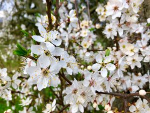 Kirschblüte Frühling