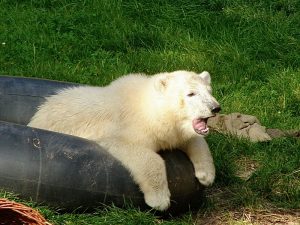 kleiner Eisbär