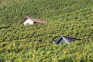 Ich bin der Weinstock, ihr seid die Reben. Wer in mir bleibt und ich in ihm, der bringt viel Frucht.“