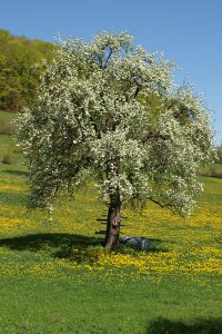 Wie lieblich ist der Maien. Foto: Hans-Martin Goede